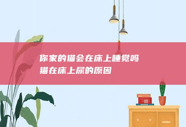 你家的猫会在床上睡觉吗(猫在床上尿的原因)