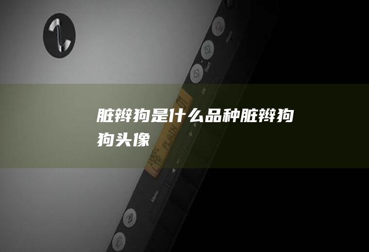 脏辫狗是什么品种(脏辫狗狗头像)