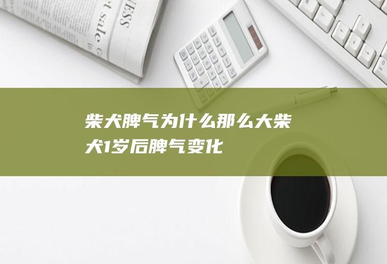 柴犬脾气为什么那么大(柴犬1岁后脾气变化)