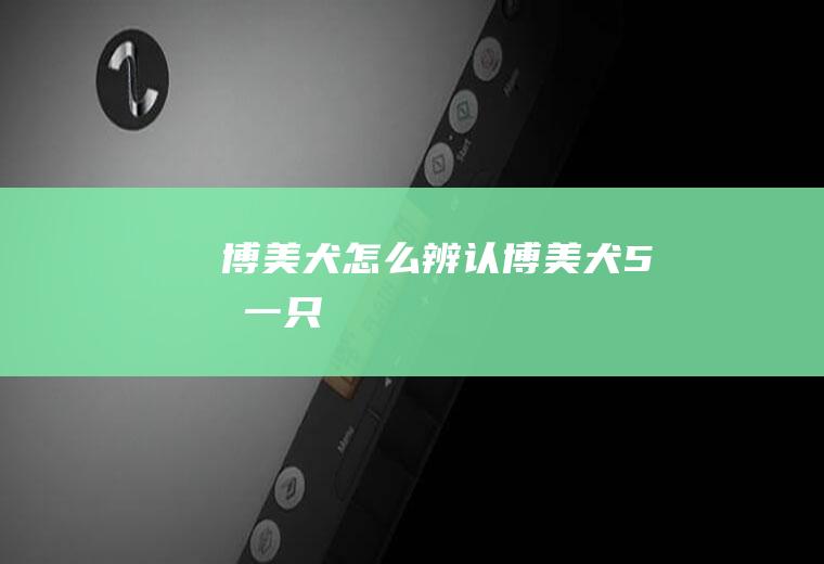 博美犬怎么辨认(博美犬5元一只)