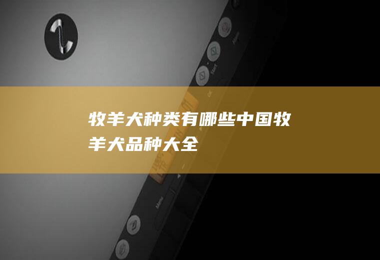 牧羊犬种类有哪些(中国牧羊犬品种大全)