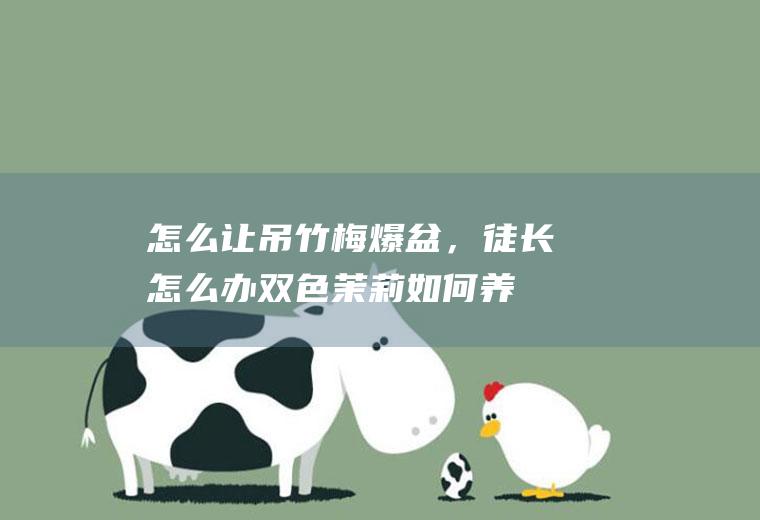 怎么让吊竹梅爆盆,徒长怎么办双色茉莉如何养