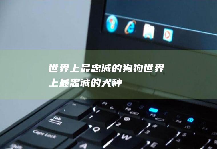 世界上最忠诚的狗狗(世界上最忠诚的犬种)