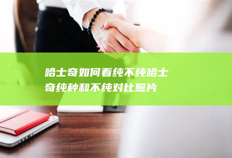 哈士奇如何看纯不纯(哈士奇纯种和不纯对比照片)