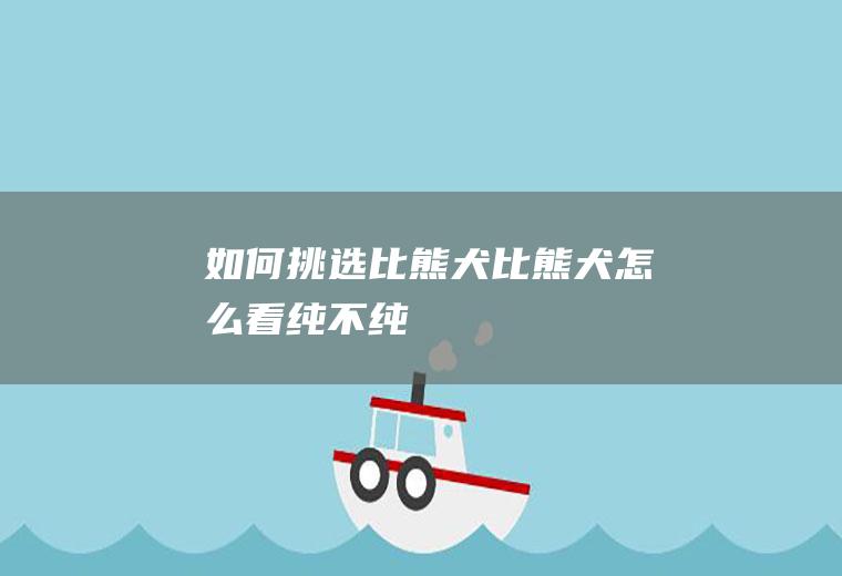 如何挑选比熊犬(比熊犬怎么看纯不纯)