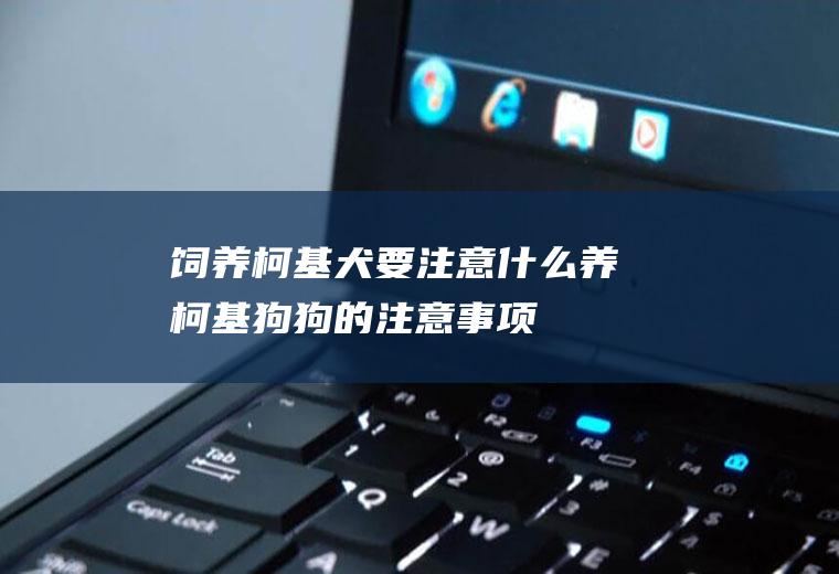 饲养柯基犬要注意什么(养柯基狗狗的注意事项)