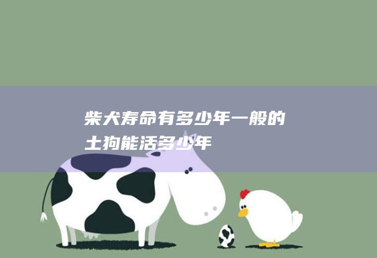 柴犬寿命有多少年(一般的土狗能活多少年)
