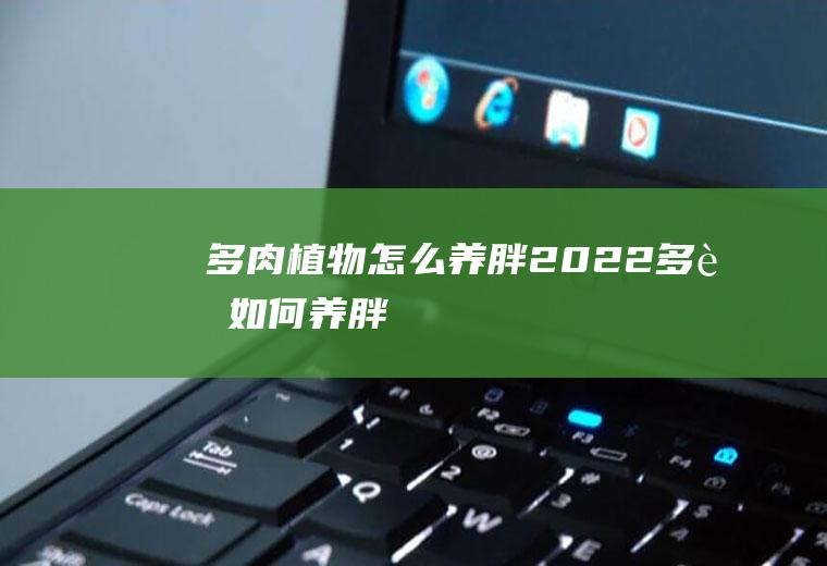 胖2022多肉如何养胖