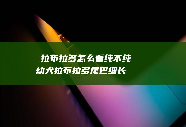 ​拉布拉多怎么看纯不纯幼犬(拉布拉多尾巴细长纯吗)