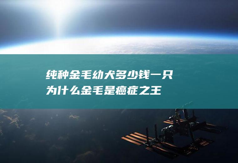 纯种金毛幼犬多少钱一只为什么金毛是癌症之王