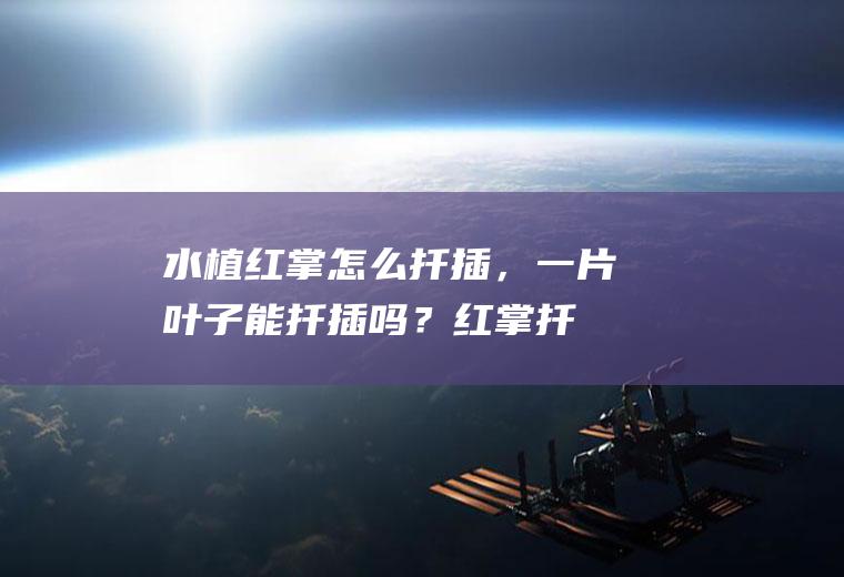 水植红掌怎么扦插，一片叶子能扦插吗？,红掌扦插生根最快方法？