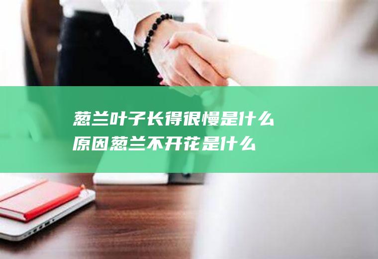 葱兰叶子长得很慢是什么原因葱兰不开花是什么