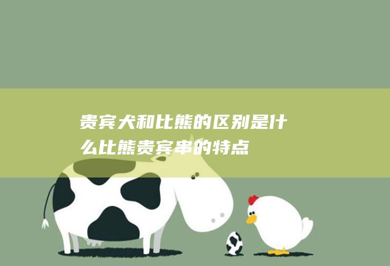 贵宾犬和比熊的区别是什么(比熊贵宾串的特点)