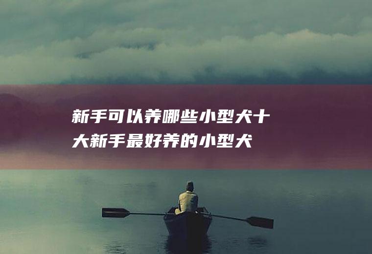 新手可以养哪些小型犬(十大新手最好养的小型犬)