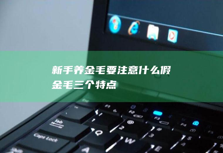 新手养金毛要注意什么(假金毛三个特点)