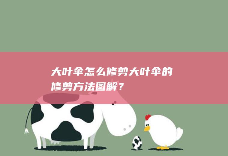 大叶伞怎么修剪,大叶伞的修剪方法图解？