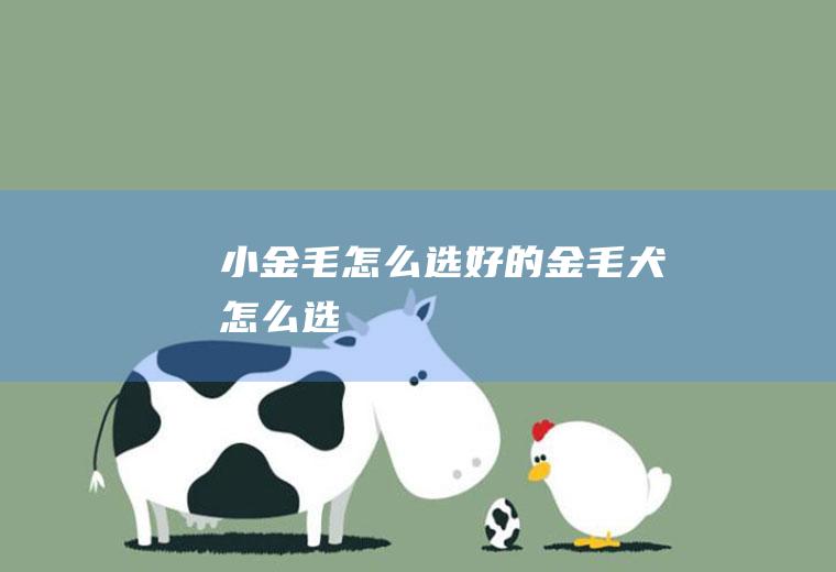 小金毛怎么选(好的金毛犬怎么选)