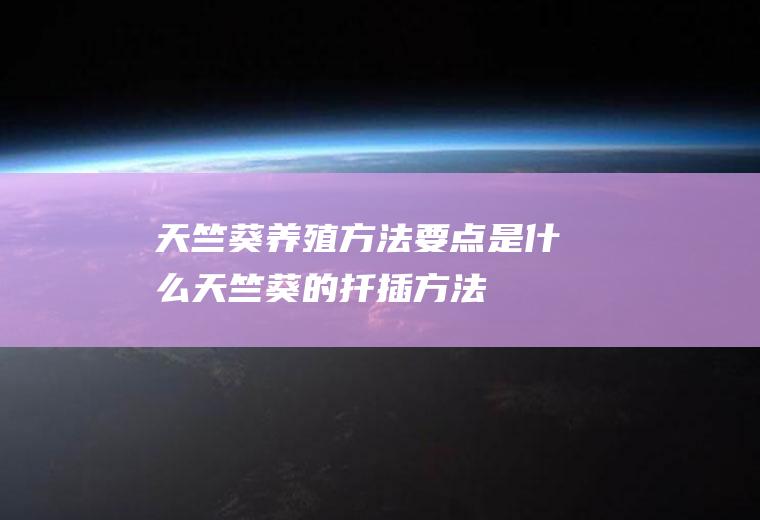 天竺葵养殖方法要点是什么(天竺葵的扦插方法)