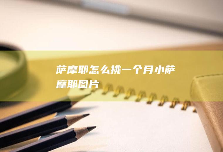萨摩耶怎么挑(一个月小萨摩耶图片)
