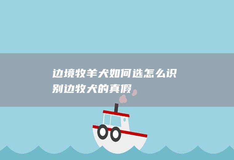 边境牧羊犬如何选(怎么识别边牧犬的真假)