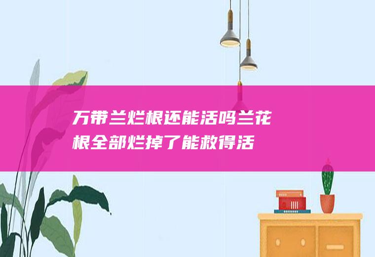 万带兰烂根还能活吗(兰花根全部烂掉了能救得活吗)