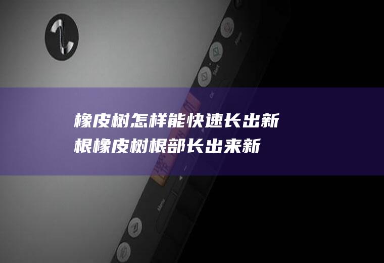 橡皮树怎样能快速长出新根(橡皮树根部长出来新枝儿)