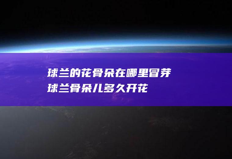 球兰的花骨朵在哪里冒芽(球兰骨朵儿多久开花)