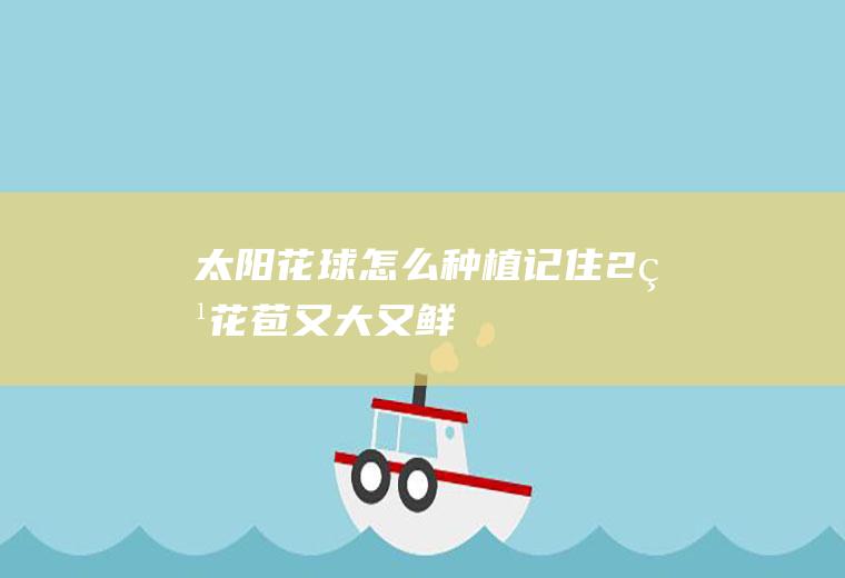 太阳花球怎么种植（记住“2点”,花苞又大又鲜艳）