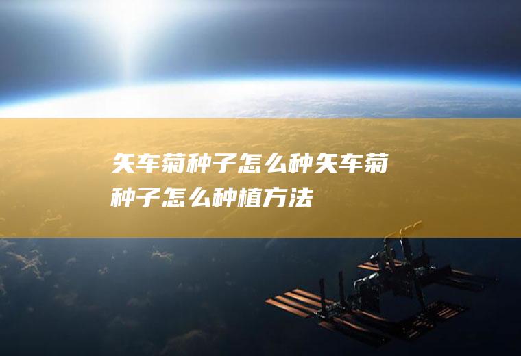 矢车菊种子怎么种(矢车菊种子怎么种植方法)