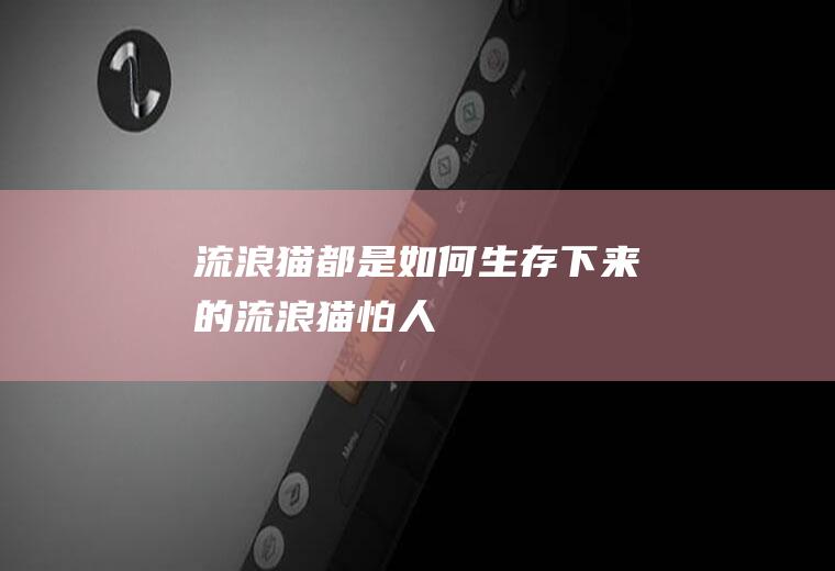 流浪猫都是如何生存下来的(流浪猫怕人)