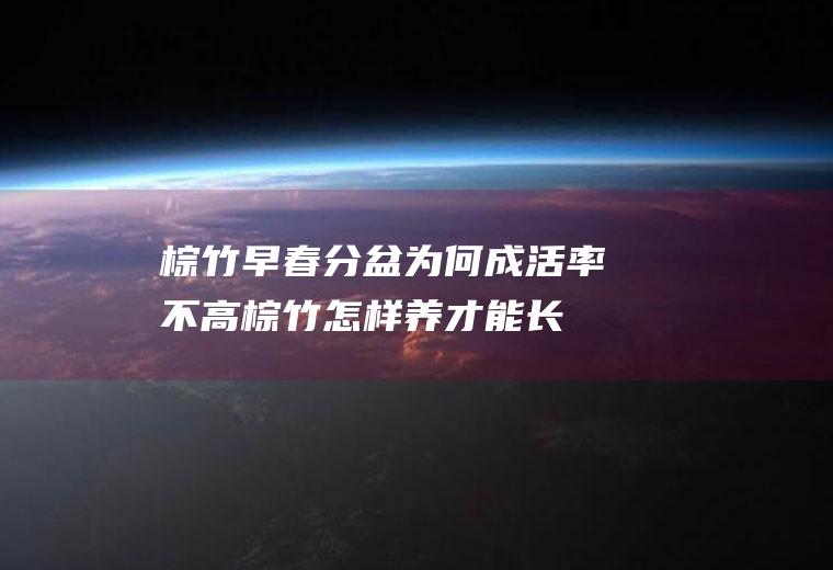 棕竹早春分盆为何成活率不高(棕竹怎样养才能长的旺盛)