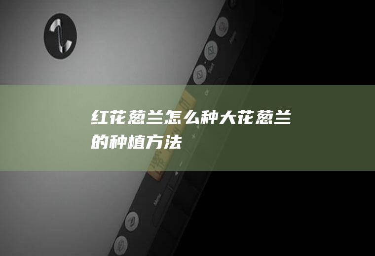 红花葱兰怎么种(大花葱兰的种植方法)