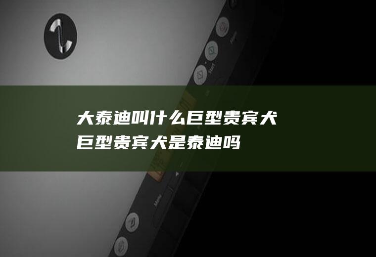 大泰迪叫什么巨型贵宾犬(巨型贵宾犬是泰迪吗)