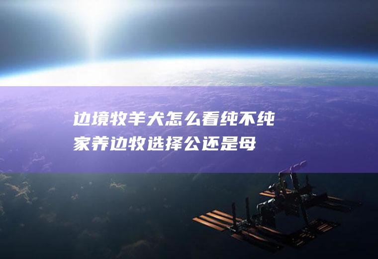边境牧羊犬怎么看纯不纯(家养边牧选择公还是母)