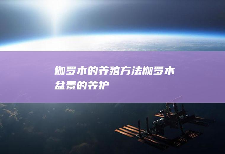 枷罗木的养殖方法(枷罗木盆景的养护)