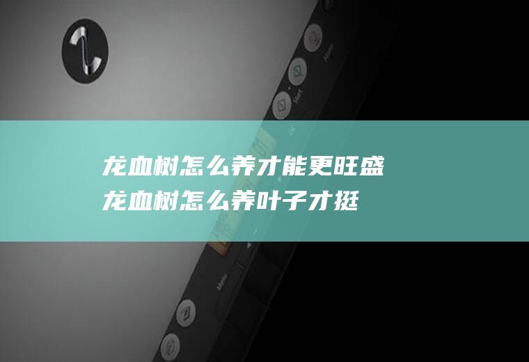 龙血树怎么养才能更旺盛(龙血树怎么养叶子才挺)
