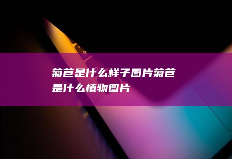菊苣是什么样子图片(菊苣是什么植物图片)