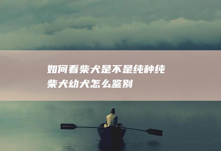 如何看柴犬是不是纯种(纯柴犬幼犬怎么鉴别)