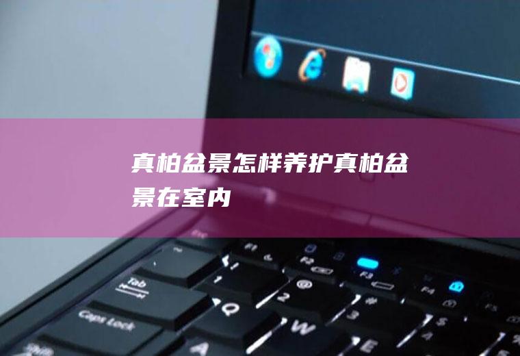 真柏盆景怎样养护(真柏盆景在室内)