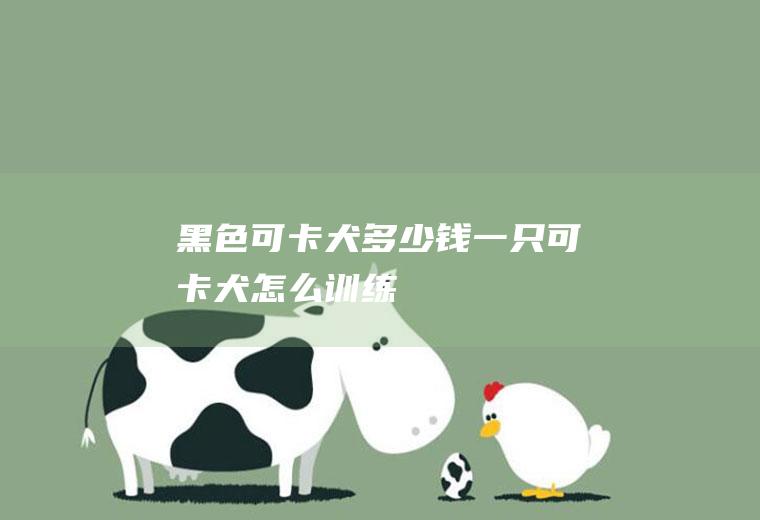 黑色可卡犬多少钱一只可卡犬怎么训练