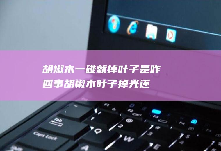 胡椒木一碰就掉叶子是咋回事(胡椒木叶子掉光还能长出来)