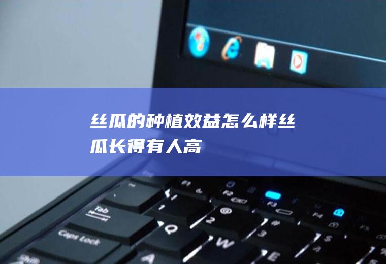丝瓜的种植效益怎么样（丝瓜长得有人高）