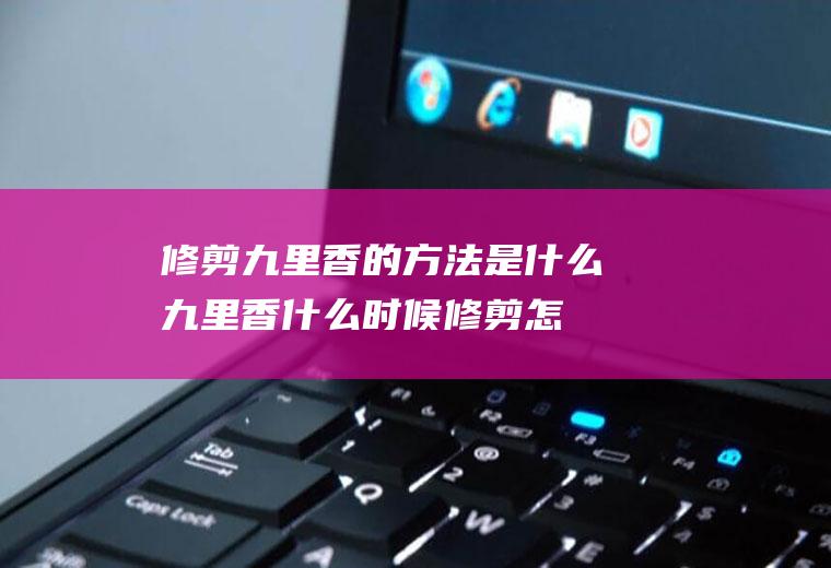 修剪九里香的方法是什么(九里香什么时候修剪怎么修剪)