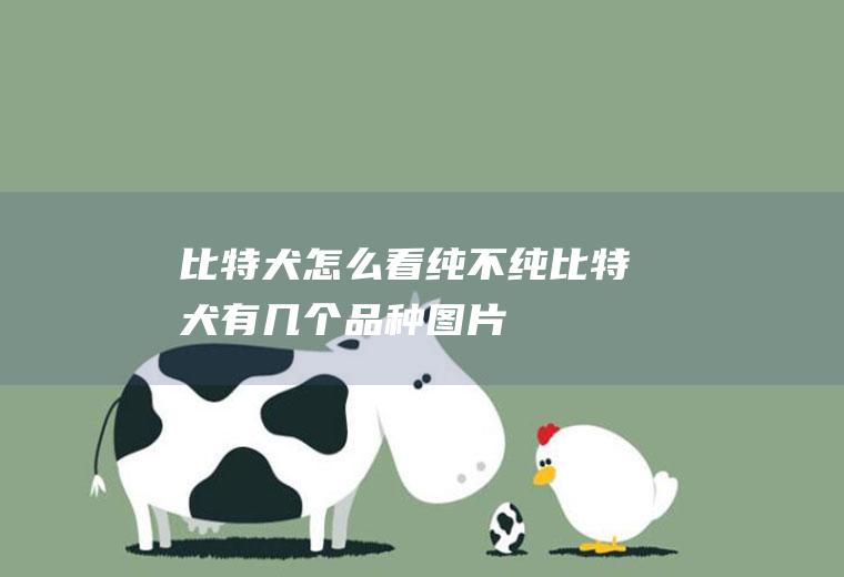 比特犬怎么看纯不纯(比特犬有几个品种图片)