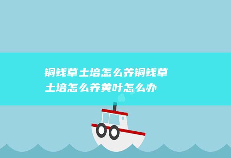 铜钱草土培怎么养(铜钱草土培怎么养黄叶怎么办)
