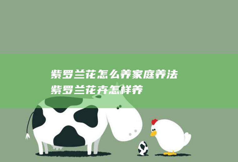 紫罗兰花怎么养家庭养法(紫罗兰花卉怎样养)