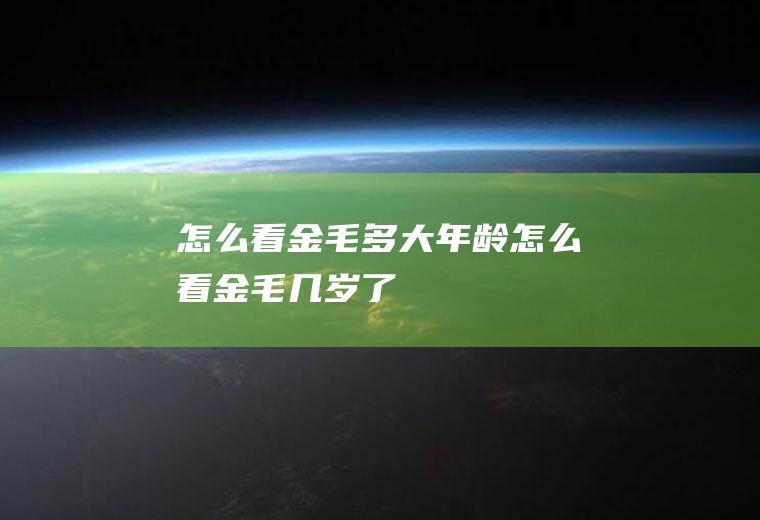 怎么看金毛多大年龄(怎么看金毛几岁了)