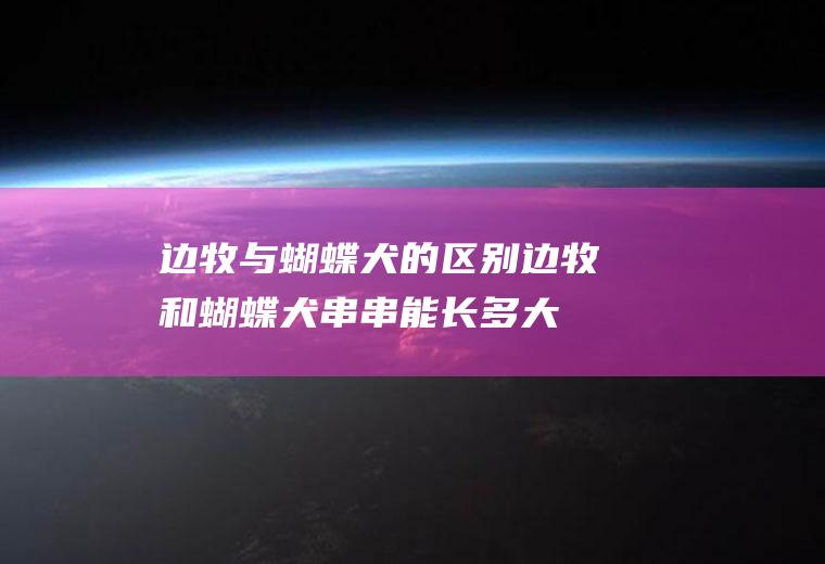 边牧与蝴蝶犬的区别(边牧和蝴蝶犬串串能长多大)