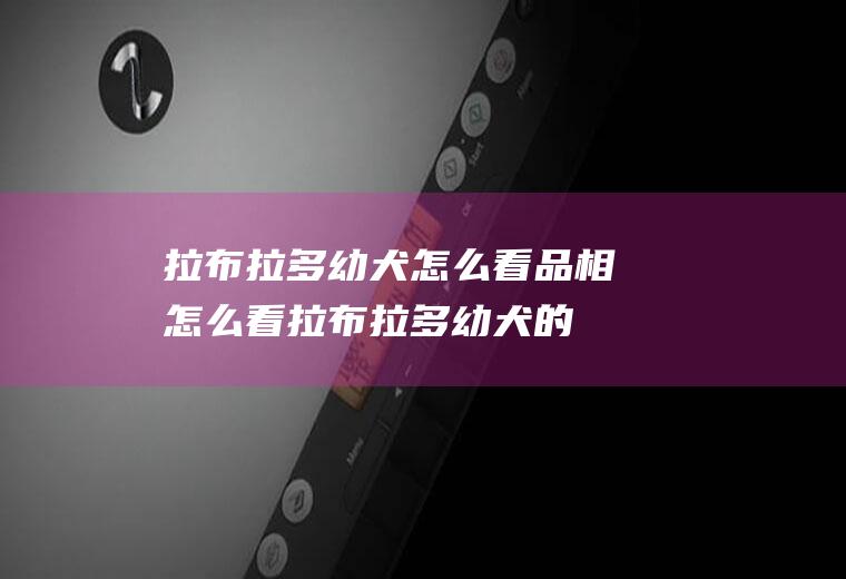 拉布拉多幼犬怎么看品相(怎么看拉布拉多幼犬的品相)