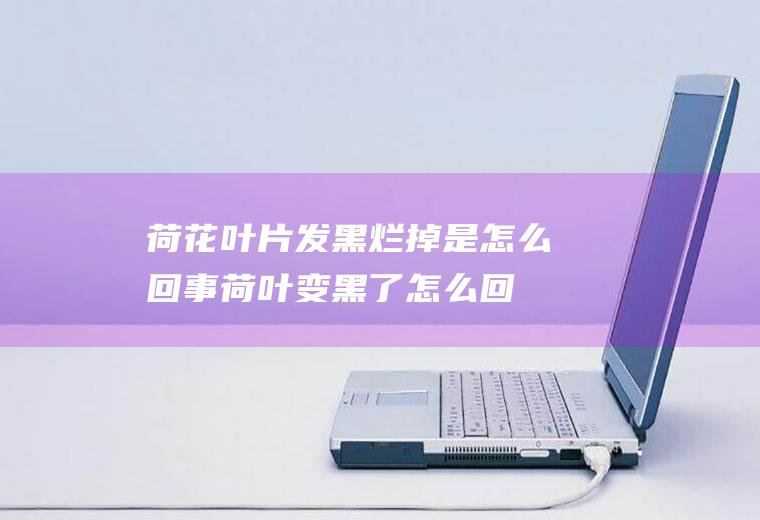 荷花叶片发黑烂掉是怎么回事(荷叶变黑了怎么回事)